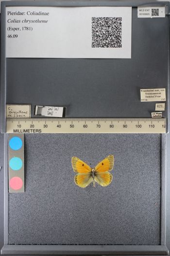 Media type: image;   Entomology 193825